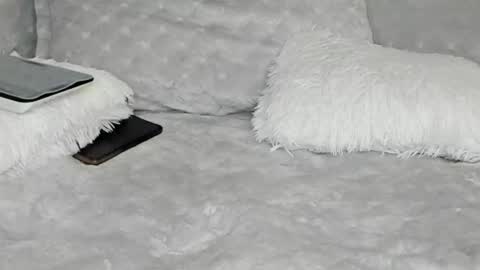 ALANNIS online show from November 26, 11:55 am