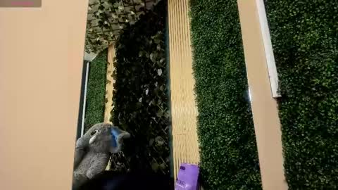 amberaddamss online show from February 22, 2:40 pm