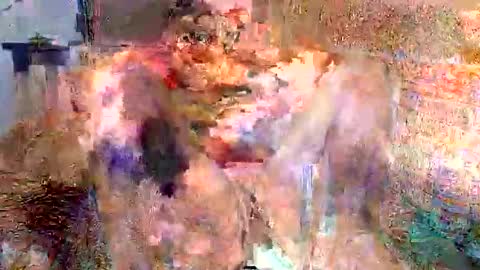 asainobedientslut12 online show from October 12, 2:14 am