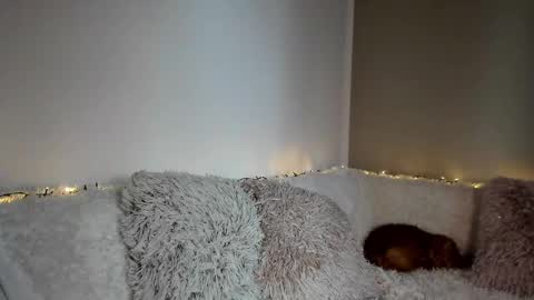 brianadiamondxxx online show from February 14, 11:45 am