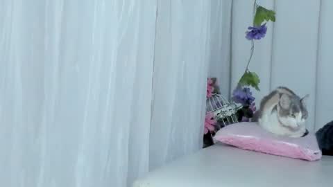 Snapshot of brithany_rousee chatting on February 22, 6:48 pm Brithany Rousee online show from February 22, 6:48 pm