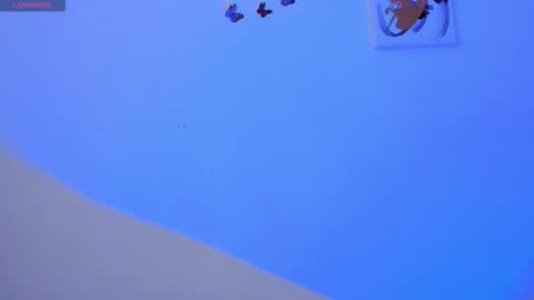 Ale online show from November 11, 9:56 pm