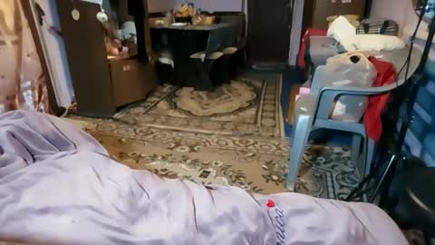 Kitti online show from February 11, 2:40 pm