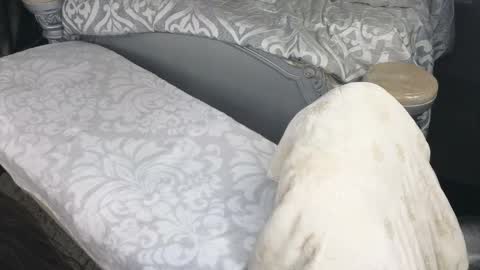 Lilah Onlyfans Lilahsexygoddess01 online show from March 17, 12:31 pm