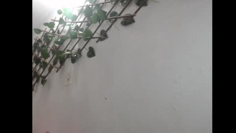 lil palacio online show from March 8, 8:13 pm