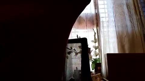 Dorea online show from April 12, 5:10 am