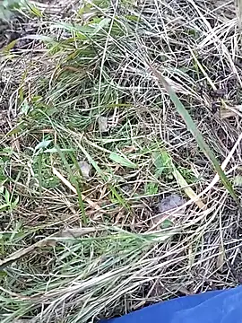 Nkumar173 online show from November 10, 7:03 am