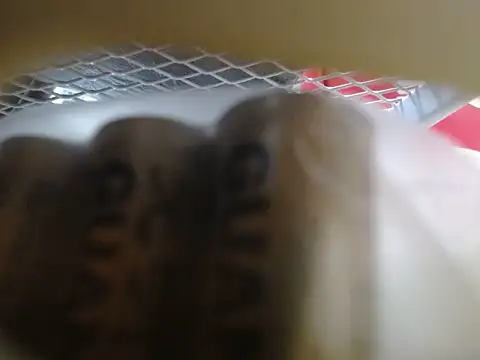 lovense test04 online show from February 10, 6:05 am