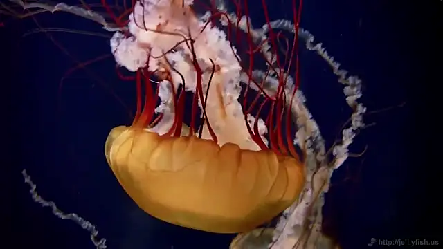 streamy test11 online show from March 17, 4:11 pm