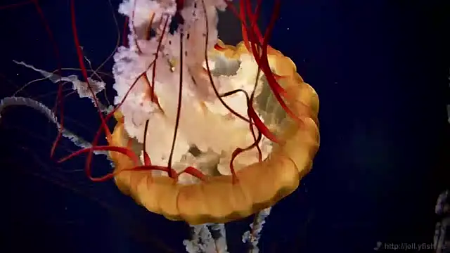 streamy test11 online show from April 6, 11:11 am