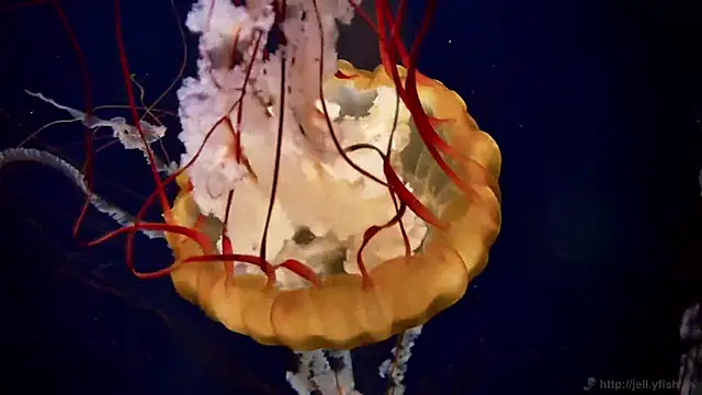 streamy test11 online show from April 8, 10:28 am