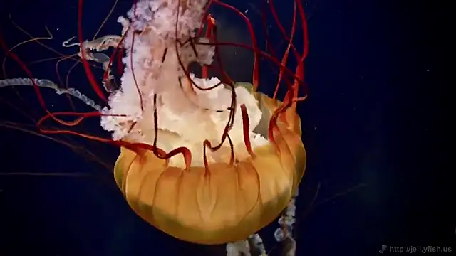 streamy test12 online show from December 14, 10:54 am