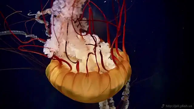 streamy test15 online show from November 20, 3:24 pm