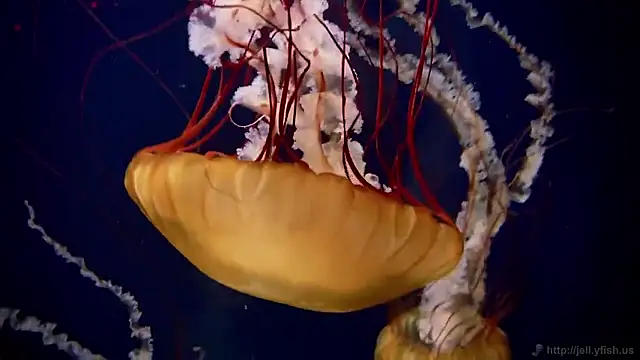 streamy test15 online show from March 20, 8:52 am