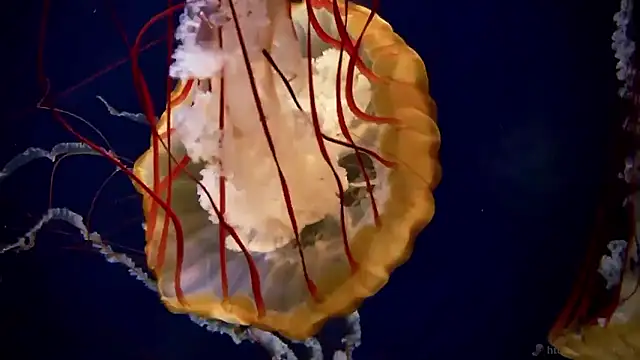 streamy test15 online show from September 23, 1:53 pm