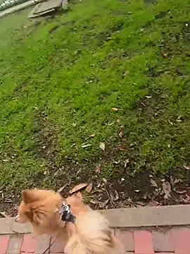 Melody Ds online show from November 24, 5:15 pm