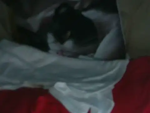 VeneRed online show from October 19, 7:27 pm