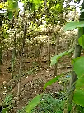 Snapshot of hera-00 chatting on October 17, 7:00 am hera-00 online show from October 17, 7:00 am