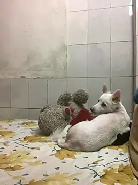 Snapshot of Kajal-Shemale69 chatting on September 22, 9:30 am Kajal-Shemale69 online show from September 22, 9:30 am