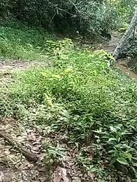 charlotte dante212 online show from November 20, 8:21 pm