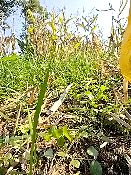 Tin tanny online show from November 23, 6:49 am