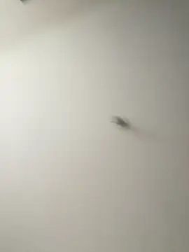 Dania Oconor online show from January 6, 10:46 pm