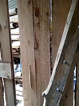 congchua977 online show from March 20, 7:24 am