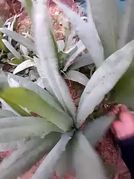 zanh99 online show from April 8, 11:23 am